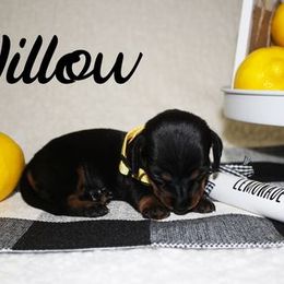 Dachshund Puppies from White River Valley Kennel