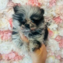 Malibu - Blue merle female Pomeranian puppy in Buck Valley, Pennsylvania from Buck Valley Pomeranians