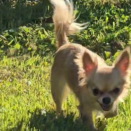 Chihuahuas from The Joyful World of Chihuahuas