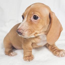 Spicy Jalapeño - Cream female Dachshund puppy in Sacramento, California from MiniDoxPups