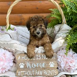 Bernedoodle and Whoodle Puppies from Genesis Family Farm
