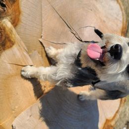 Miniature Schnauzer All Grown Up from Schnauzy Pawz