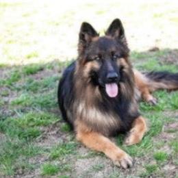 German Shepherd puppies from Four Leaf Farm- Vom Vierblättriges Bauernhof