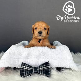 Bear - Red  male Goldendoodle puppy in Utah County, Utah from Big Hearted Breeders