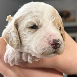 Gus - White male Cavapoo puppy in Pasco, Washington from Beth's Cavapoos