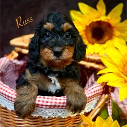 Russ - Phantom male Bernedoodle puppy in Crockett, Texas from Kingdom Kennels