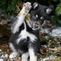 Gray Boy - Onni - Black and tan male Lapponian Herder puppy in Prattsburgh, New York from Maalattu Koirankoppi Lapponian Herders