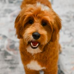 Maverick - Goldendoodle