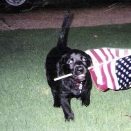 Brittanys, French Brittanys, and Labrador Retrievers from Wolf River Kennels