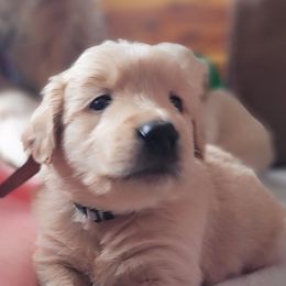 Poe Dameron - Dark golden Golden Retriever puppy in Ocean City, Washington from Mary Market's Sundancin' Goldens