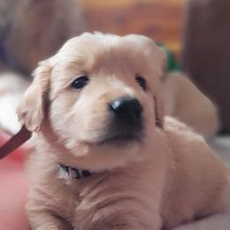 Poe Dameron - Dark golden Golden Retriever puppy in Ocean City, Washington from Mary Market's Sundancin' Goldens