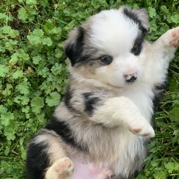 Miniature American Shepherd Puppies from AKC Emerald Minis