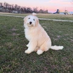 Peaches - Gold female Bordoodle puppy in West Valley City, Utah from Tucker Bordoodles