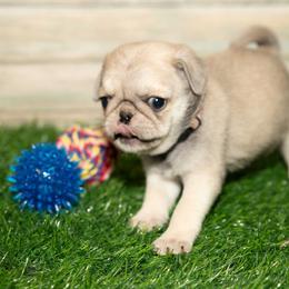 Lila (orange) - Cream female Pug puppy in Hereford, Arizona from Broken Road Ranch Pugs