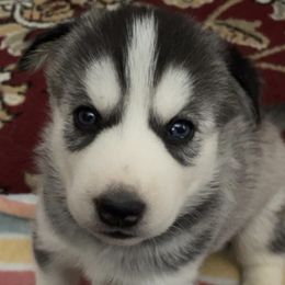 Siberian Huskies from Poitras’ Huskies