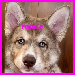 Siberian Husky Puppies from Southern Siberian Huskies of SW Florida
