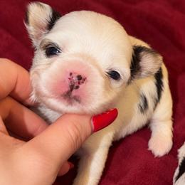 Cleopatra - Parti female Yorkshire Terrier puppy in Hope, Indiana from DJ Yorkies
