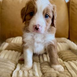 Bernedoodle Puppies from BFF Bernedoodles