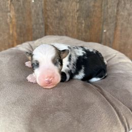 Tennessee - Blue merle female Aussiedoodle puppy in Eastland, Texas from H5 Mini Doodles