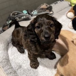 Brutus - Brindle male Dachshund puppy in Farmington, Minnesota from Half Pint Doxies