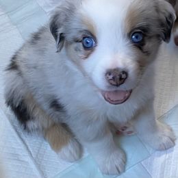 Miniature Australian Shepherd Puppies from Water's Edge Aussies