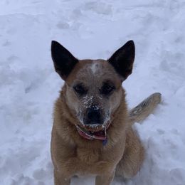 Roxy - Australian Cattle Dog