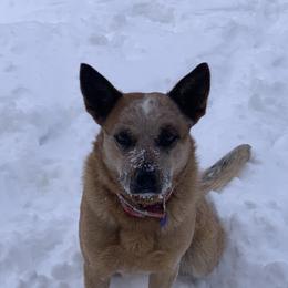 Roxy - Australian Cattle Dog