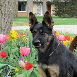 Meeka - German Shepherd