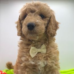 Boy 1 - Snuffy - Apricot Goldendoodle puppy in Waterford, Pennsylvania from Ruby’s Mini Goldendoodles