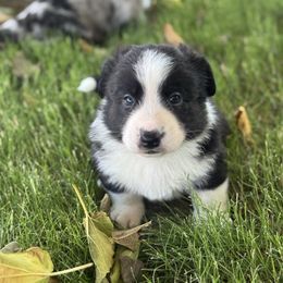 Dale - Black and white male Cardigan Welsh Corgi puppy in San Diego ,Ca, California from SoCal Native Corgis