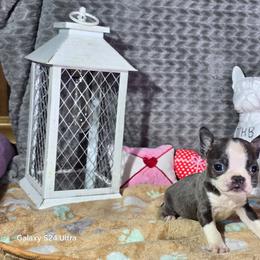 Peach - Blue female Boston Terrier puppy in Millers Creek, North Carolina from Tumbling Shoals Hilltop Bostons