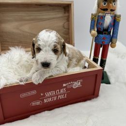 Goldendoodle Puppies from Smoodles