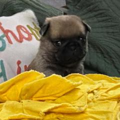 Barney - Fawn male Pug puppy in Saint Pauls, North Carolina from Copperfield’s Goldens