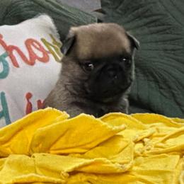 Barney - Fawn male Pug puppy in Saint Pauls, North Carolina from Copperfield’s Goldens