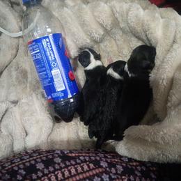 Toy Australian Shepherd puppies from Tater Tot aussies