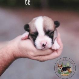 Muffin - Red female Pembroke Welsh Corgi puppy in Cameron, North Carolina from Butts Family Corgis