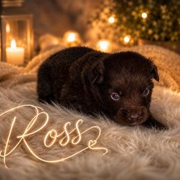 Ross - Red & white male Miniature Australian Shepherd puppy in Lubbock, Texas from Baby Storm Kennels