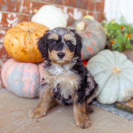 Doc - Blue merle male Bernedoodle puppy in Ardmore, Oklahoma from Mop Top Doodle Co.