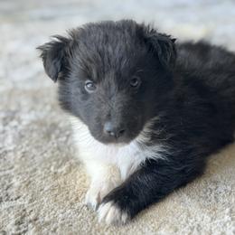 Bi Black Male 2 - Black and white male Shetland Sheepdog puppy in Shirley, Arkansas from Lucky Pups