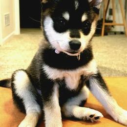 Pomskies from Gotham Pomskies