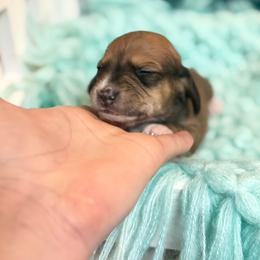 Spencer - Piebald male Dachshund puppy in Decatur, Mississippi from KP Dachshunds