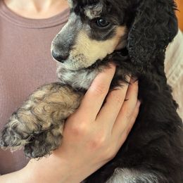 Poodle Puppies from New Hope Standard Poodles