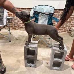 Yellow - Gray female Cane Corso puppy in Laplace, Louisiana from BFM Cane Corso’s
