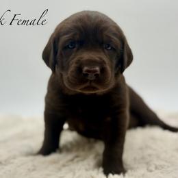Pink - Chocolate female Labrador Retriever puppy in San Diego County, California from Travis’ Chocolate Labradors