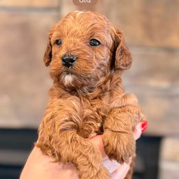Cider - Apricot female Cavapoo puppy in Sugar City, Idaho from Taylor's Cavapoos