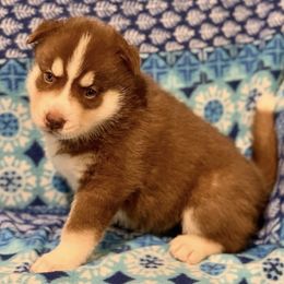 Siberian Husky Puppies from Myths and Legends Siberian Huskies