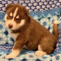 Siberian Husky Puppies from Myths and Legends Siberian Huskies