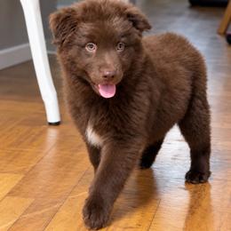 Indy - Red & white female Australian Shepherd puppy in Devine, Texas from Sun Kissed Aussies