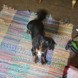 Loki - Dachshund