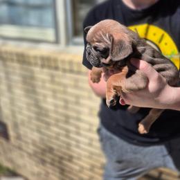 Abram - Blue fawn male French Bulldog puppy in Alexander City, Alabama from Lake Martin Fancy Frenchies